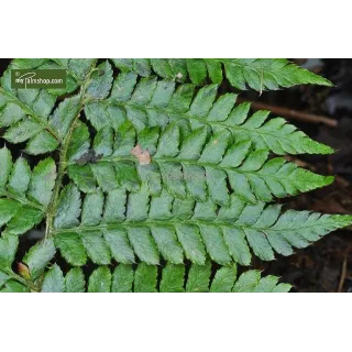 Polystichum braunii - pot 2 ltr