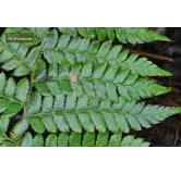 Polystichum braunii - pot 2 ltr