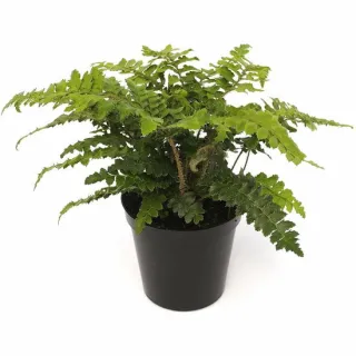 Polystichum polyblepharum - pot 0.7 ltr