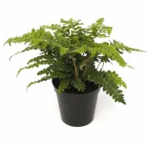 Polystichum polyblepharum - pot 0.7 ltr