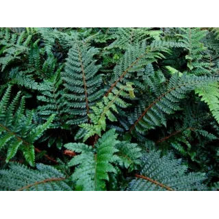 Polystichum polyblepharum - pot 0.7 ltr