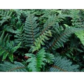 Polystichum polyblepharum - pot 0.7 ltr