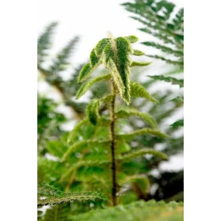 Polystichum polyblepharum - pot 0.7 ltr