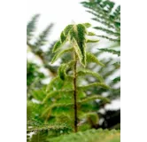 Polystichum polyblepharum - pot 0.7 ltr