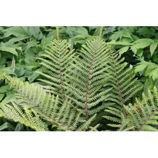 Polystichum polyblepharum - pot 0.7 ltr