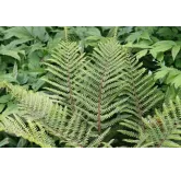 Polystichum polyblepharum - pot 0.7 ltr