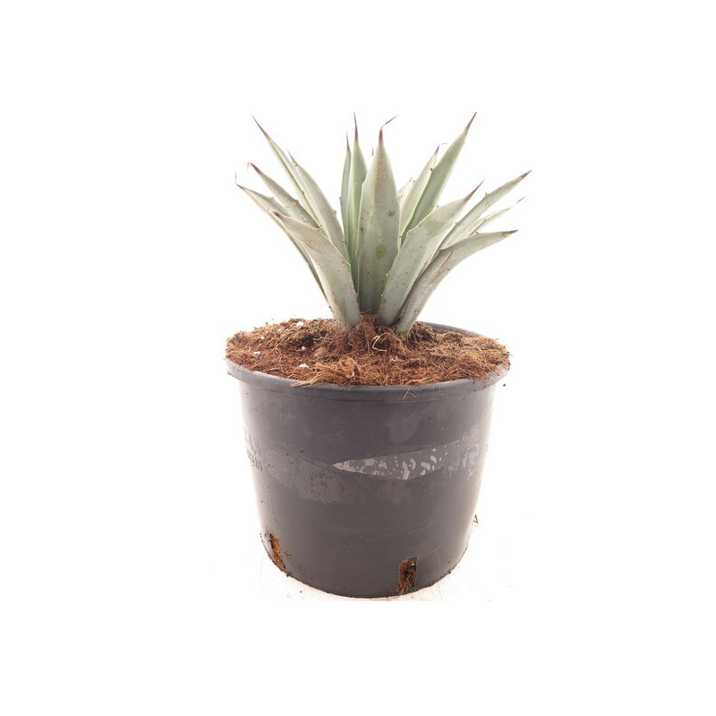 Agave macroacantha Blue - pot Ø 22 cm