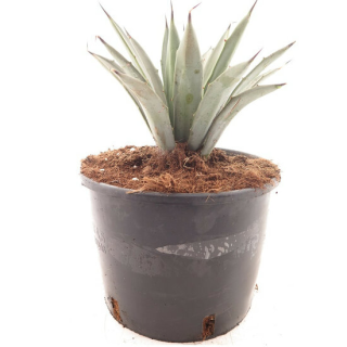 Agave macroacantha Blue - pot Ø 22 cm