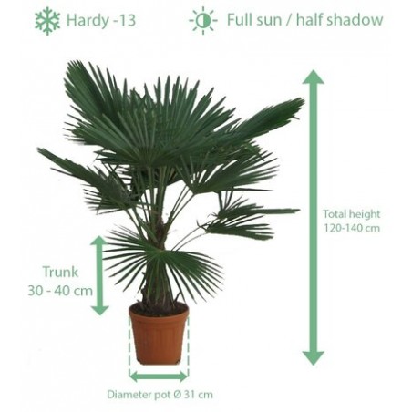Protège racines palmier - hauteur : 30 cm, Ø tronc : 30 cm, Ø
