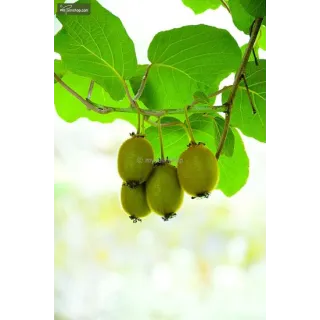 Actinidia deliciosa Jenny 2 ltr