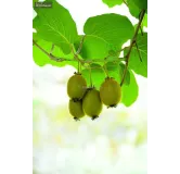 Actinidia deliciosa Jenny 2 ltr