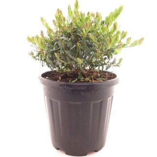 Polygala myrtifolia - pot Ø 26 cm