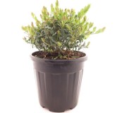 Polygala myrtifolia - pot Ø 26 cm