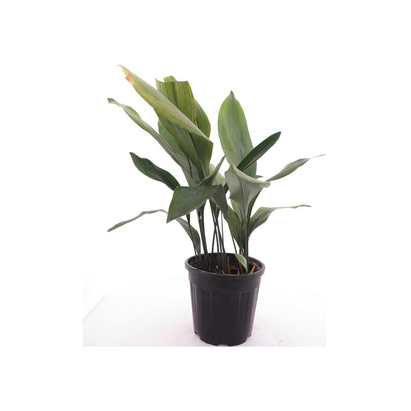 Aspidistra elatior - pot Ø 26 cm