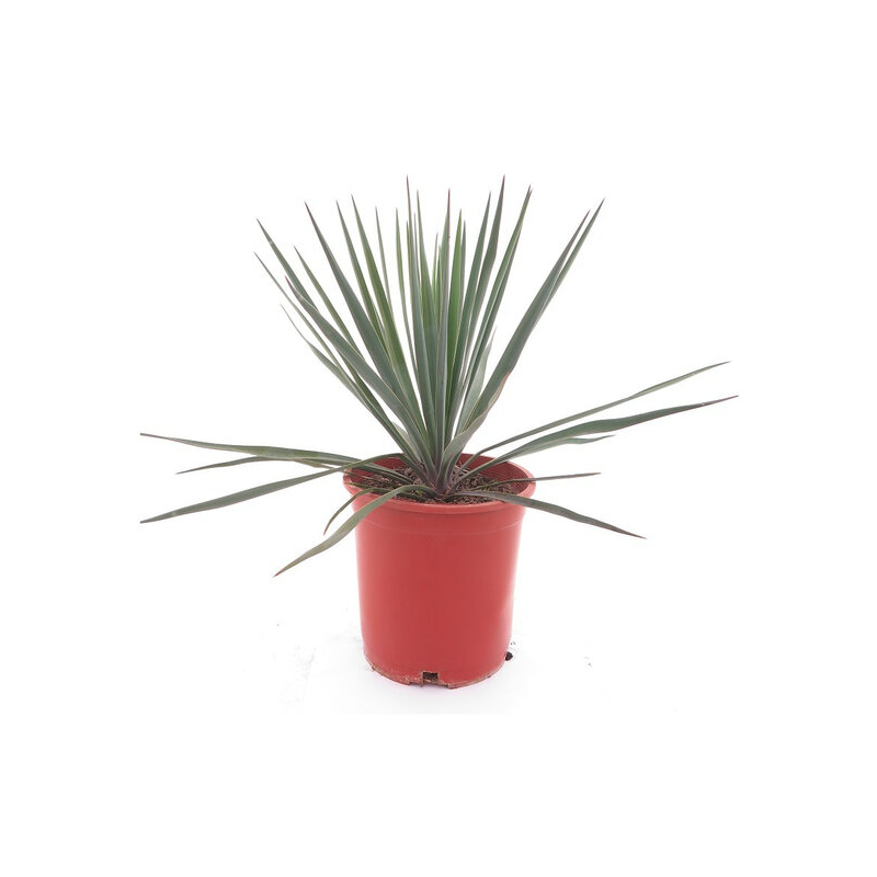 Yucca rigida - pot Ø 21 cm