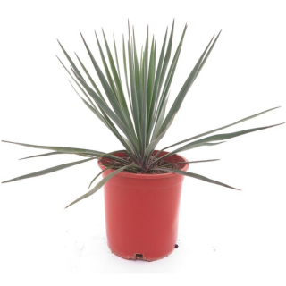 Yucca rigida - pot Ø 21 cm