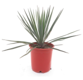 Yucca rigida - pot Ø 21 cm