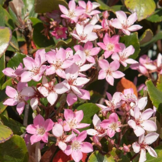 Rhaphiolepsis indica Springtime - pot Ø 26 cm