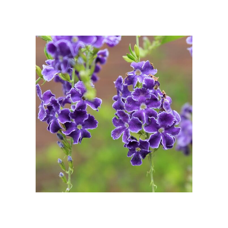 Duranta erecta Geisha Girl - pot Ø 22 cm