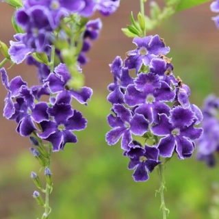 Duranta erecta Geisha Girl - pot Ø 22 cm