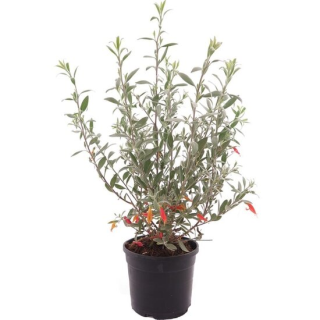 Eremophila glabra Red - pot Ø 19 cm