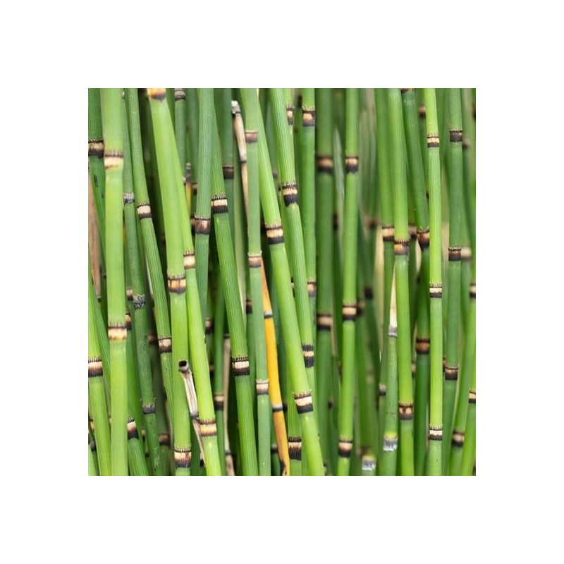 Equisetum japonicum - pot Ø 23 cm