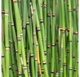 Equisetum japonicum - pot Ø 23 cm