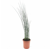 Equisetum japonicum - pot Ø 26 cm