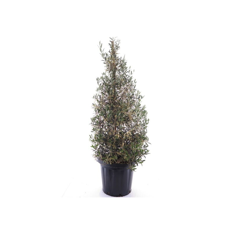 Olea europaea - pyramide - pot Ø 35 cm