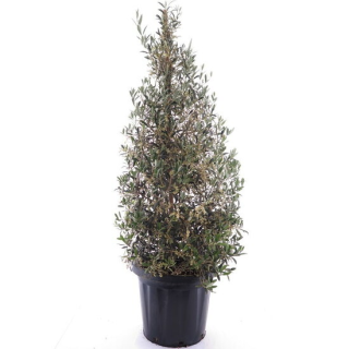 Olea europaea - pyramide - pot Ø 35 cm