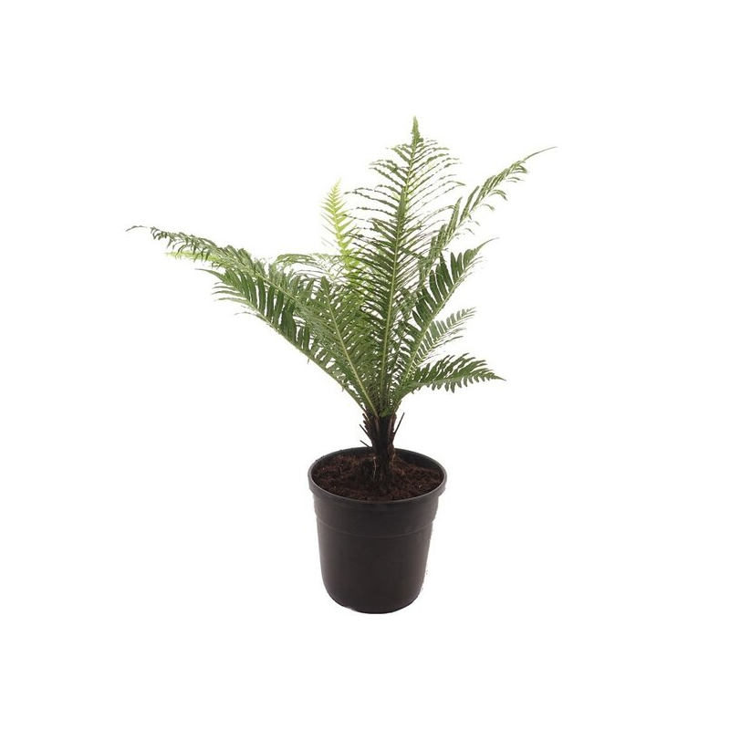 Blechnum gibbum Silver Lady Singletrunk - pot Ø 23 cm