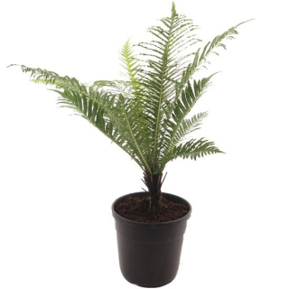 Blechnum gibbum Silver Lady Singletrunk - pot Ø 23 cm