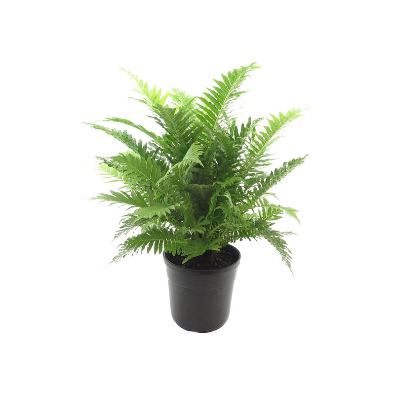 Blechnum gibbum Silver Lady Multitrunk - pot Ø 23 cm