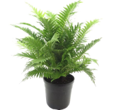 Blechnum gibbum Silver Lady Multitrunk - pot Ø 23 cm