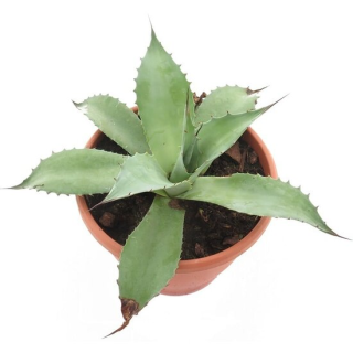 Agave ovatifolia - pot Ø 23 cm