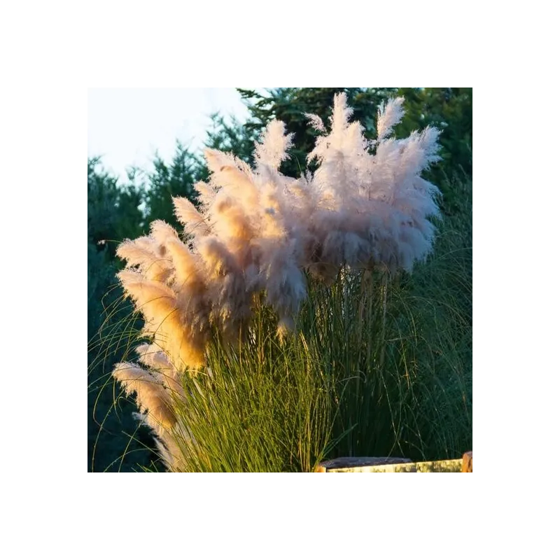 Cortaderia selloana Pumila - hauteur totale 40-50 cm - pot 2 ltr