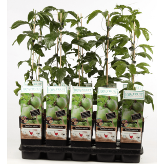 Passiflora edulis - pot 2 ltr, Tropicaflore : vente Passiflora edulis - pot 2 ltr