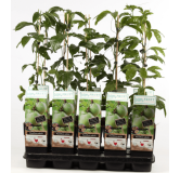 Passiflora edulis - pot 2 ltr, Tropicaflore : vente Passiflora edulis - pot 2 ltr