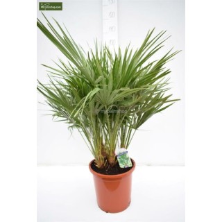 Chamaerops humilis - Hauteur totale 80-100 cm - pot Ø 27 cm