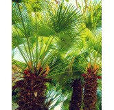 Chamaerops humilis - Hauteur totale 80-100 cm - pot Ø 27 cm