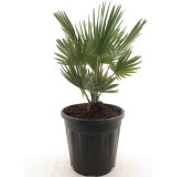 Chamaerops humilis Vulcano - hauteur totale 60-80 cm - pot Ø 24 cm