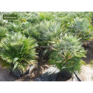 Chamaerops humilis Vulcano - hauteur totale 60-80 cm - pot Ø 24 cm