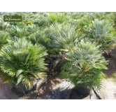 Chamaerops humilis Vulcano - hauteur totale 60-80 cm - pot Ø 24 cm