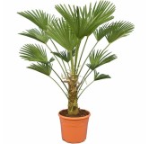 Trachycarpus wagnerianus - tronc 30-40 cm - hauteur totale 100-130 cm - pot Ø 30 cm