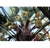 Trachycarpus wagnerianus - tronc 30-40 cm - hauteur totale 100-130 cm - pot Ø 30 cm