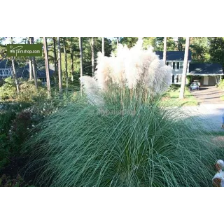 Cortaderia selloana Pumila - hauteur totale 40-50 cm - pot 2 ltr