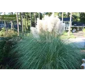 Cortaderia selloana Pumila - hauteur totale 40-50 cm - pot 2 ltr