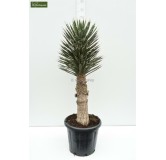 Yucca filifera - hauteur totale 50-70 cm - pot Ø 23 cm