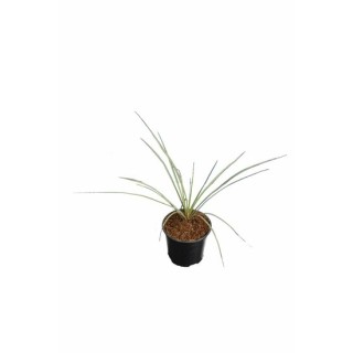 Yucca rostrata - hauteur totale 30-40 cm - pot Ø 13 cm