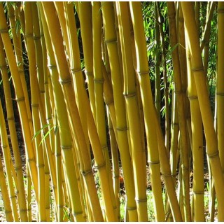 Phyllostachys aureosulcata Aureocaulis - hauteur totale 100+cm - pot 5 ltr